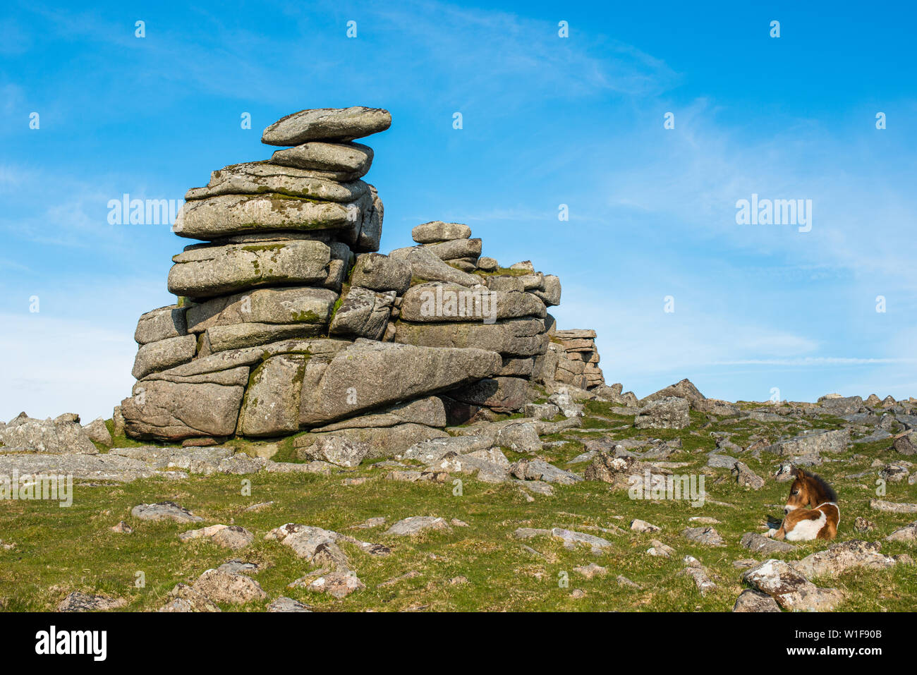 Poney Dartmoor poulain en face de Grand Tor discontinues, Devon, England, England, UK. Banque D'Images
