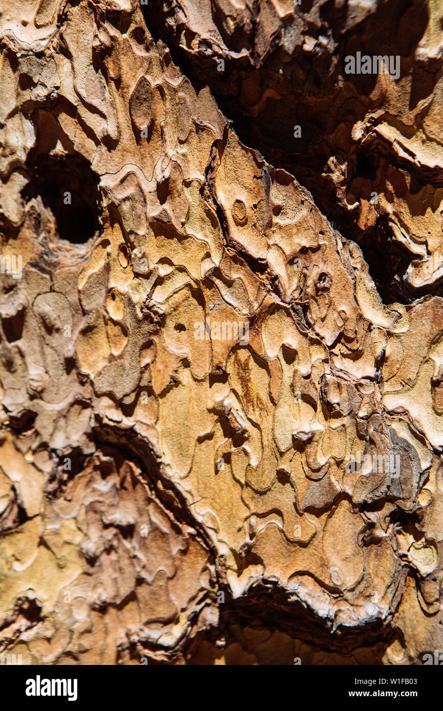 Texture de la Barque d'un Sequoia dans Mariposa Grove of Giant Sequoias, parc national de Yosemite, Californie, États-Unis Banque D'Images