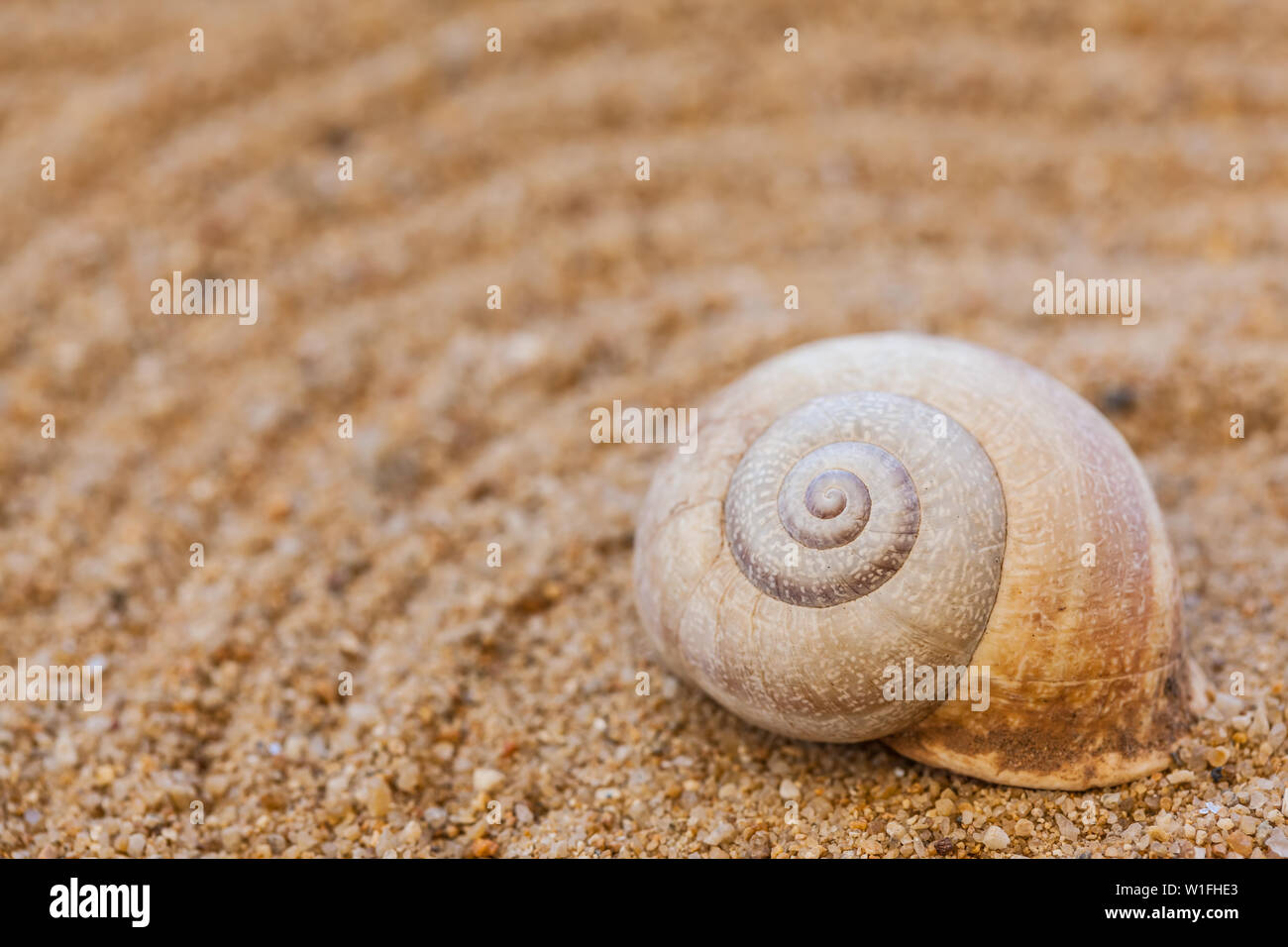 Coquillages de mer avec du sable comme arrière-plan et concept de vacances Banque D'Images