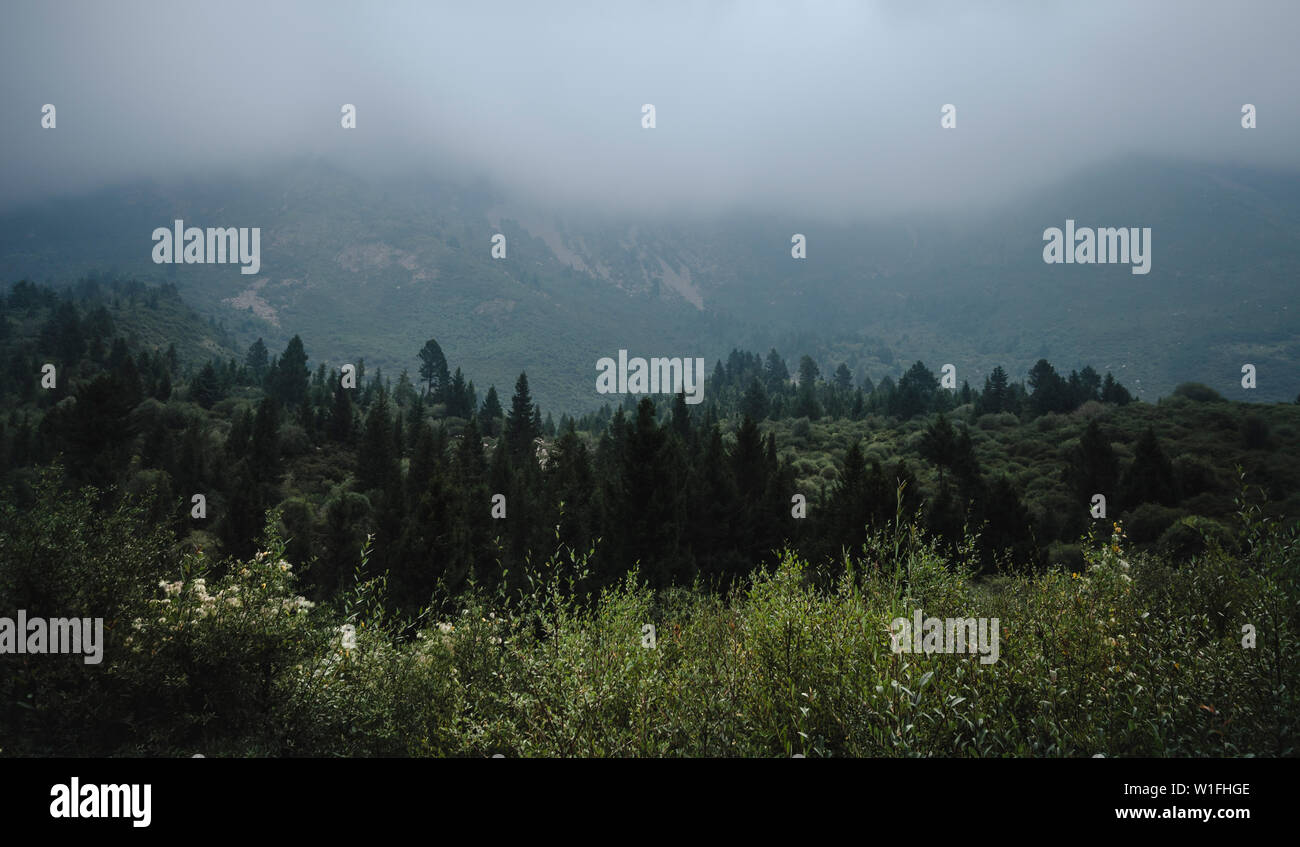 Nature montagne arbre brouillard bois Banque D'Images