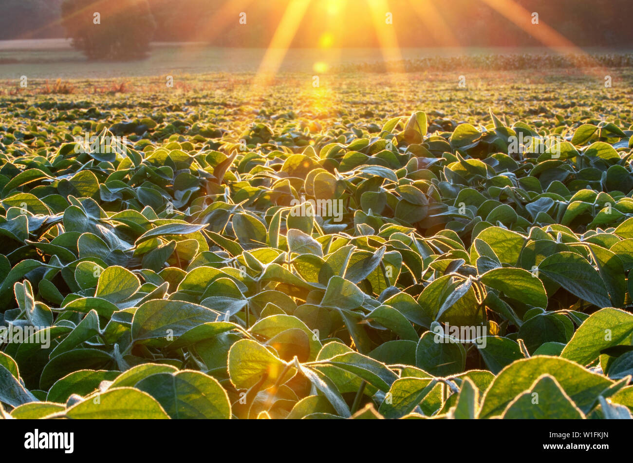 Champ de soja allumé par des faisceaux de lumière tôt le matin chaud Banque D'Images