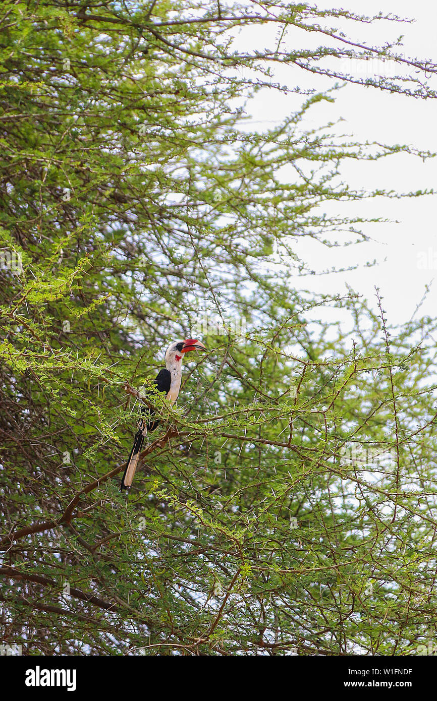 Von der Decken's Hornbill (Tockus deckeni) mâle à Tsavo East National Park, Kenya, Africa Banque D'Images