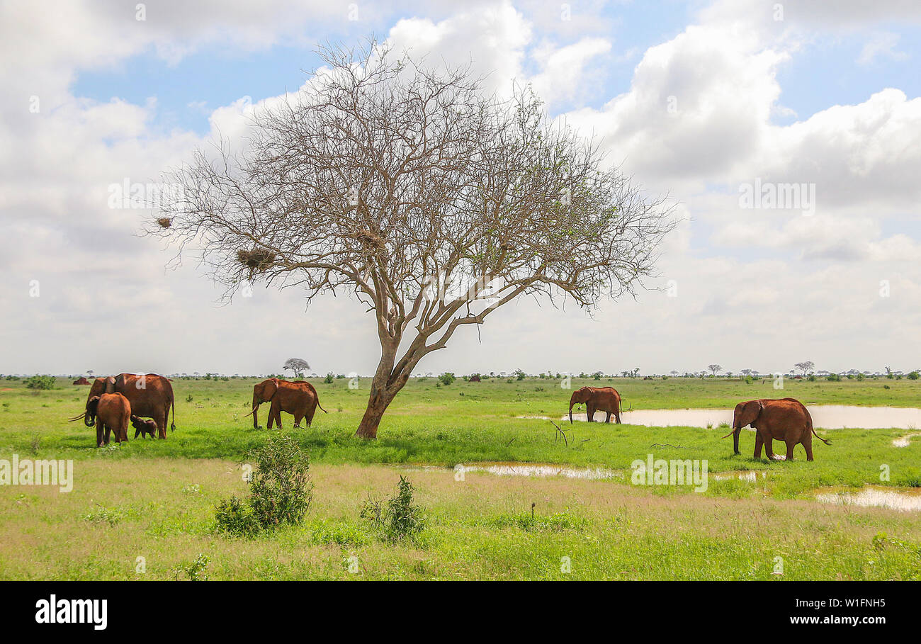 Troupeau d'éléphants avec bébé baleineau (elephantidae loxodonta), l'Est de Tsavo National Park, Kenya, Africa Banque D'Images