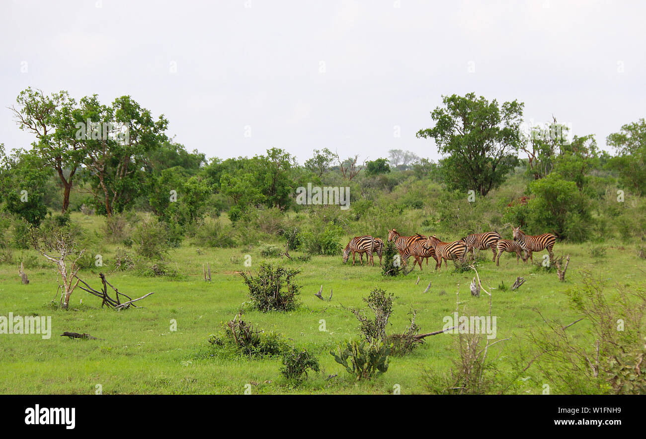 Le zèbre de Grant (Equus quagga boehmi troupeau) pâturage dans l'Est de Tsavo National Park, Kenya, Africa Banque D'Images