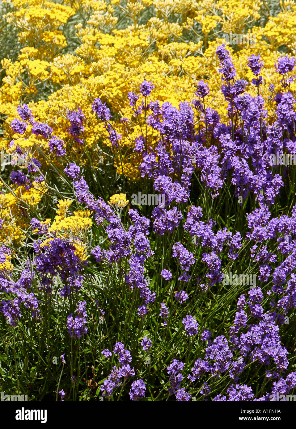 Plante à fleurs lavande et Curry dans un jardin urbain en été, Londres,  Angleterre, Royaume-Uni, Europe Photo Stock - Alamy