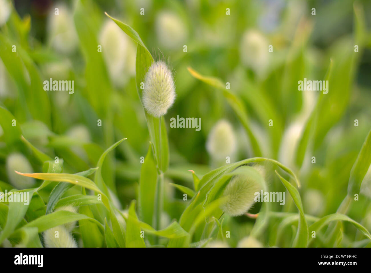 Close up of Bunny Herbe Lagurus ovatus Queue Banque D'Images