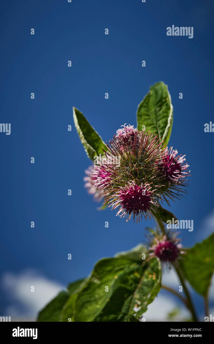 La bardane plante en fleur contre le bleu de ciel d'été Banque D'Images