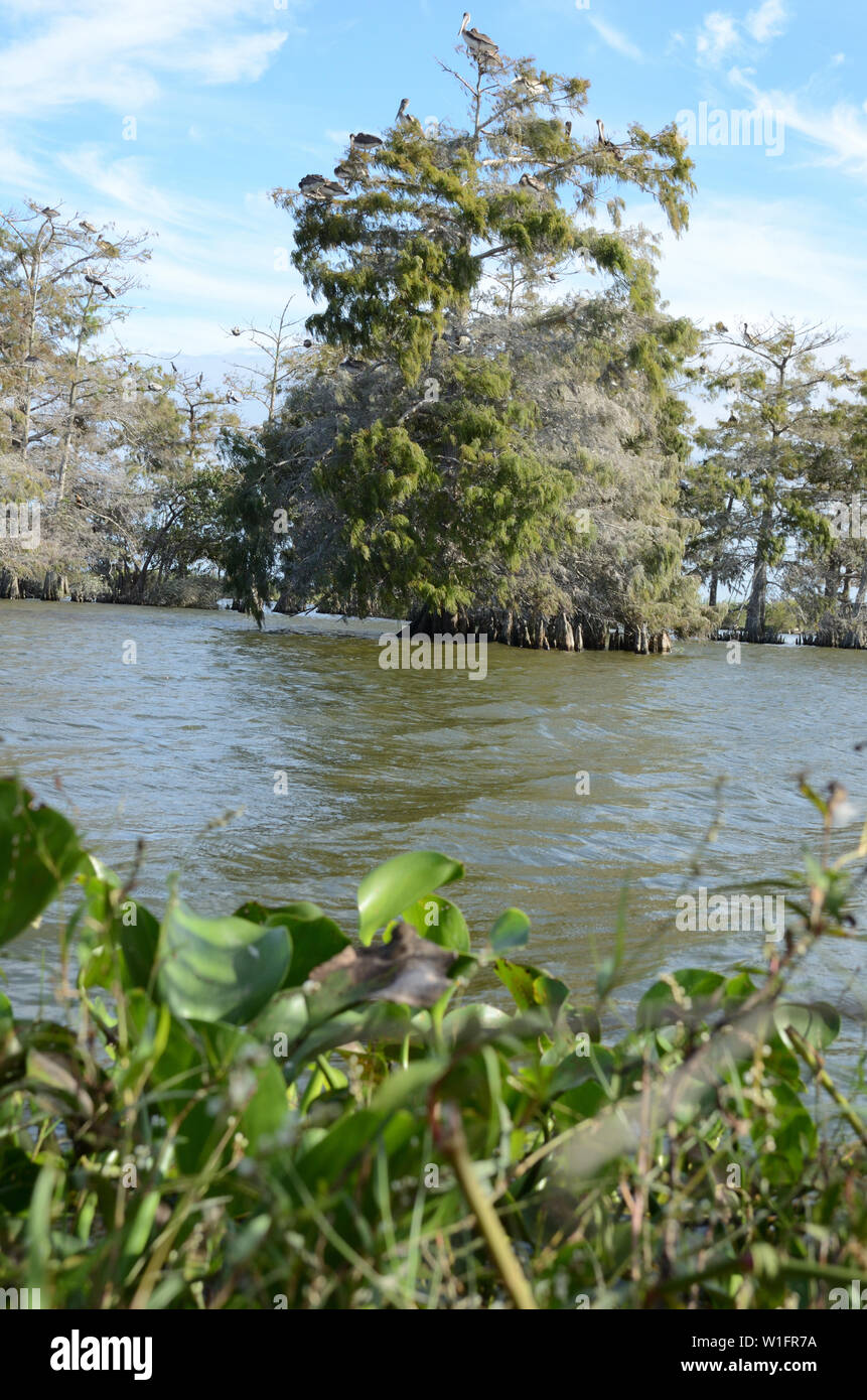 Chute de la Louisiane Les zones humides : Des pélicans se percher dans le Mississippi River Delta Marsh Cypress Banque D'Images