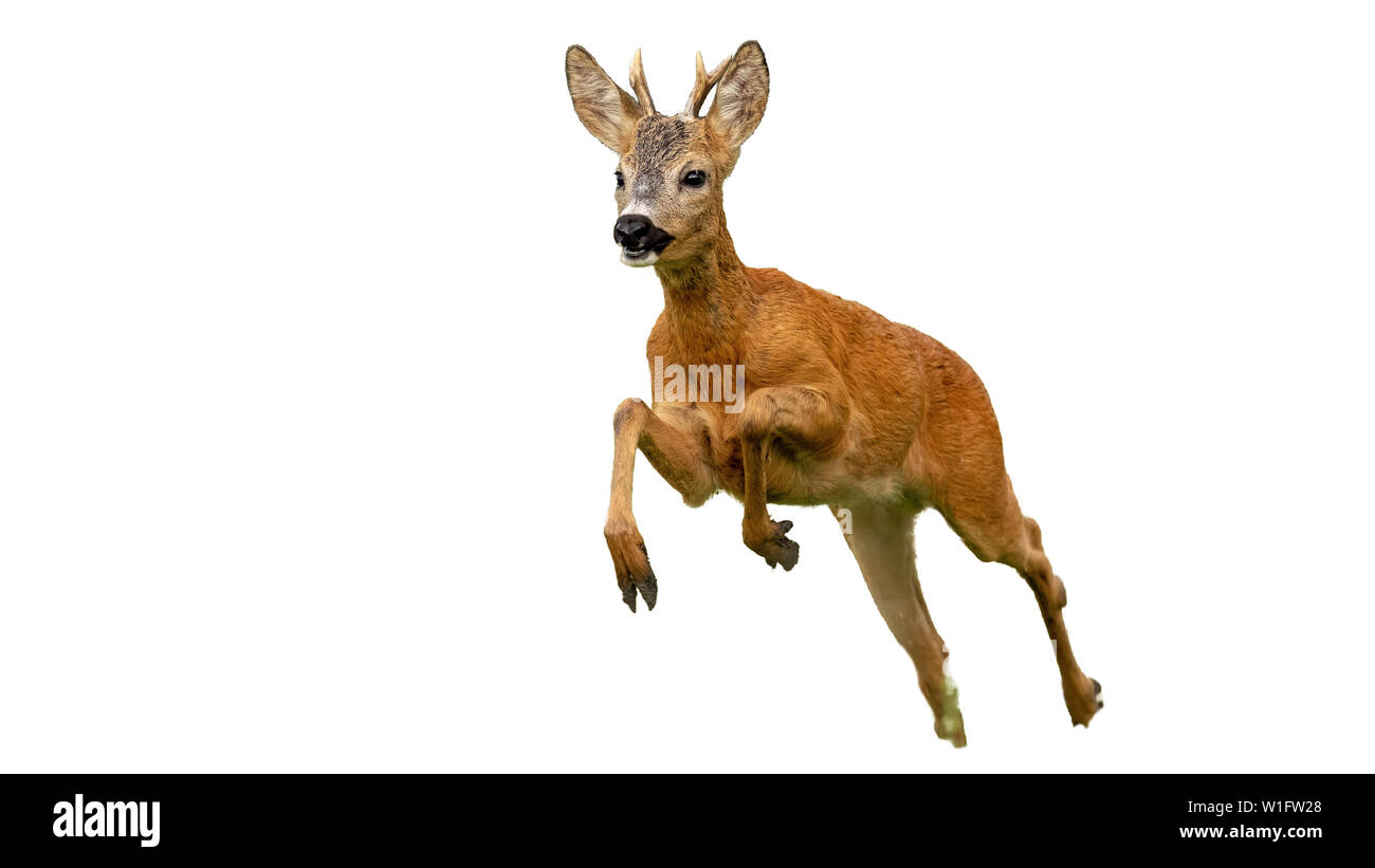 Chevreuil, Capreolus capreolus, buck tourne vite en été isolé sur blanc. Le sprint de cerfs sauvages dans la nature. Banque D'Images Chevreuil, Capreolus capreolus, buck tourne vite en été isolé sur blanc. Le sprint de cerfs sauvages dans la nature. Banque D'Images