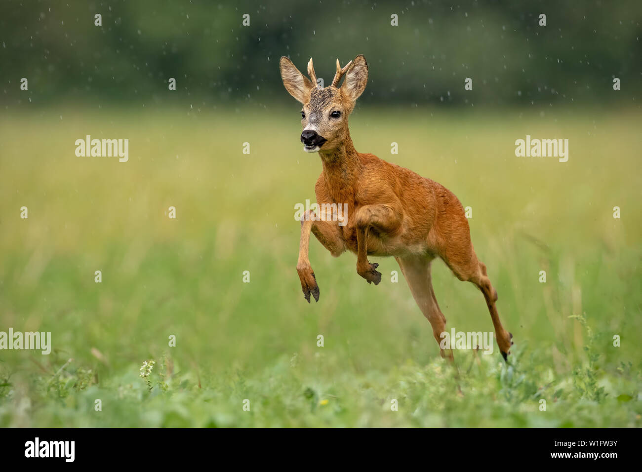 Chevreuil, Capreolus capreolus, buck tourne vite au domaine vert à la lumière de l'été avec de l'eau de pluie gouttes tomber autour. Les cerfs sauvages sprint dans natur Banque D'Images