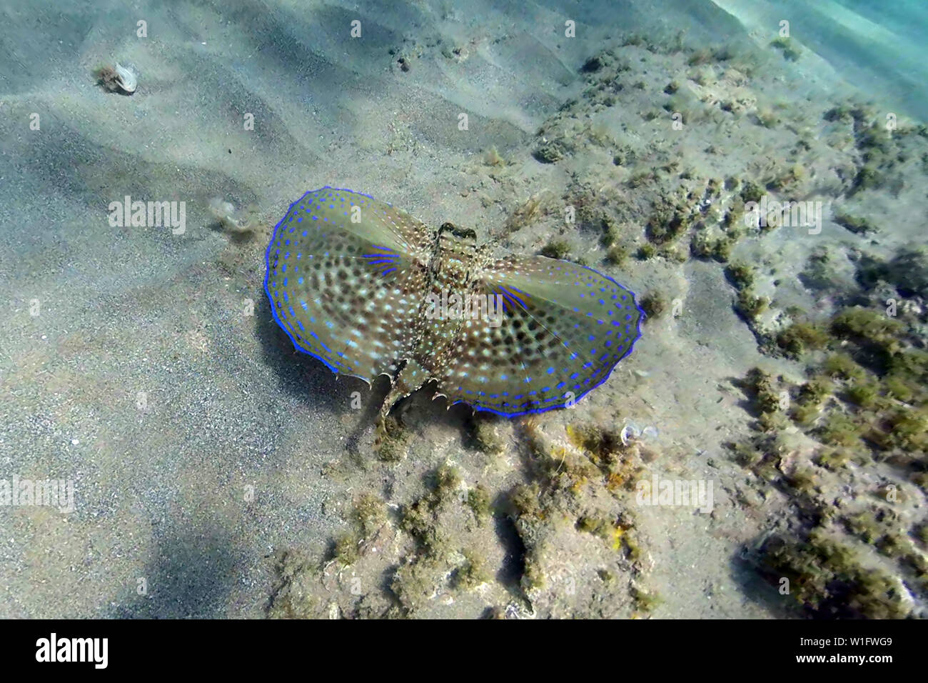 Poissons grondin volant Dactylopterus volitans Banque D'Images