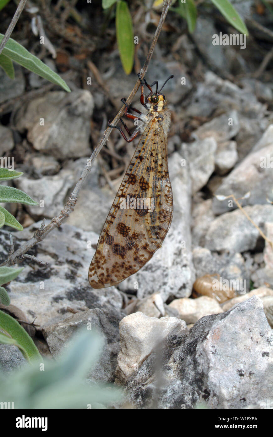 Antlion, Palpares libelluloides, Netzflügler Banque D'Images