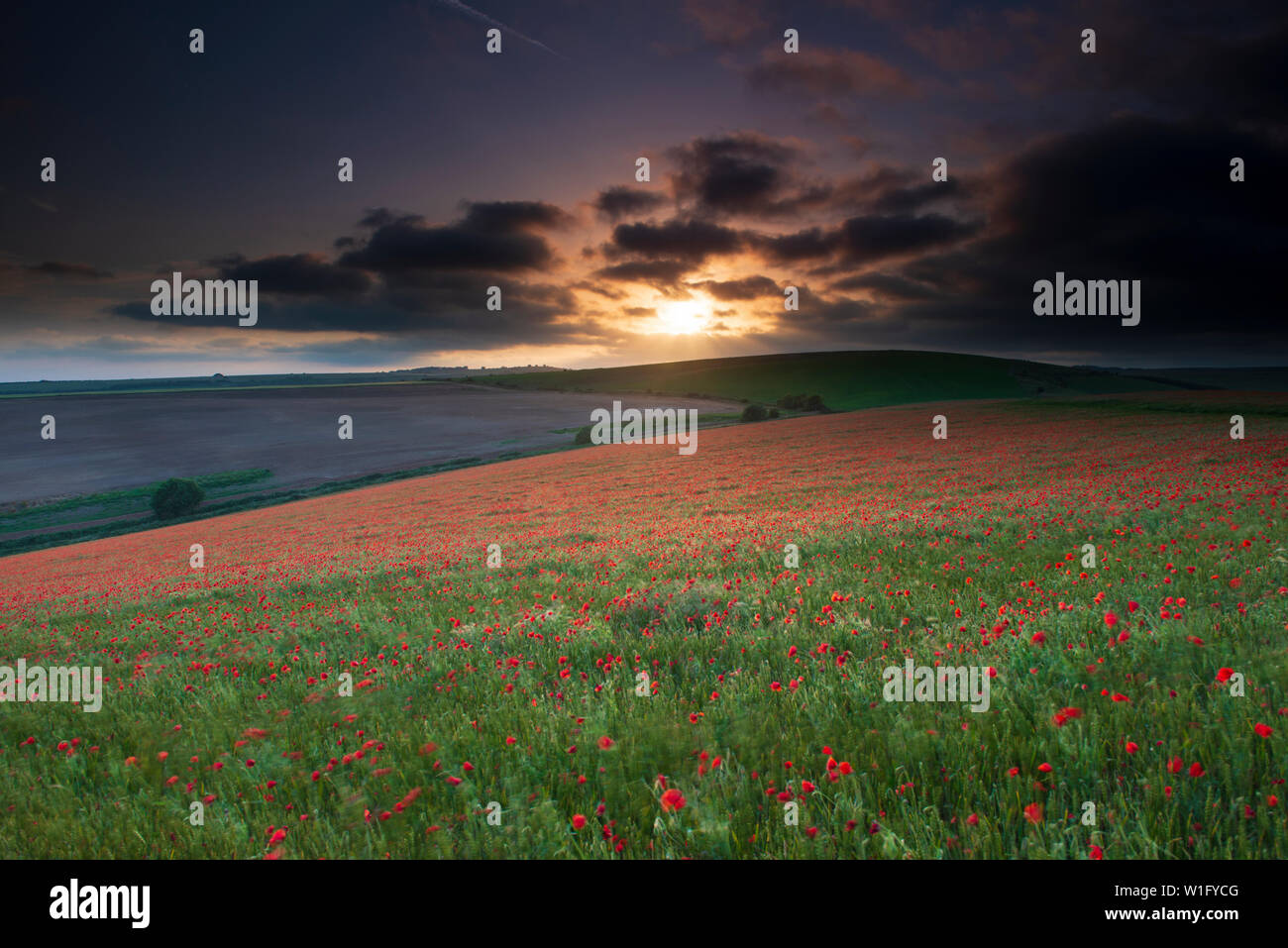 Un champ de coquelicots - Papaver rhoeas pendant le coucher du soleil sur le parc national des South Downs, East Sussex, Angleterre, RU, Fr. Banque D'Images