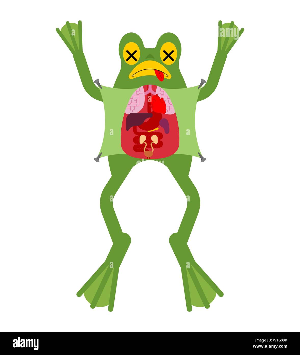 Grenouille d'anatomie. Les organes internes de crapaud. Préparation des amphibiens. Guide d'étude des zoologistes Illustration de Vecteur