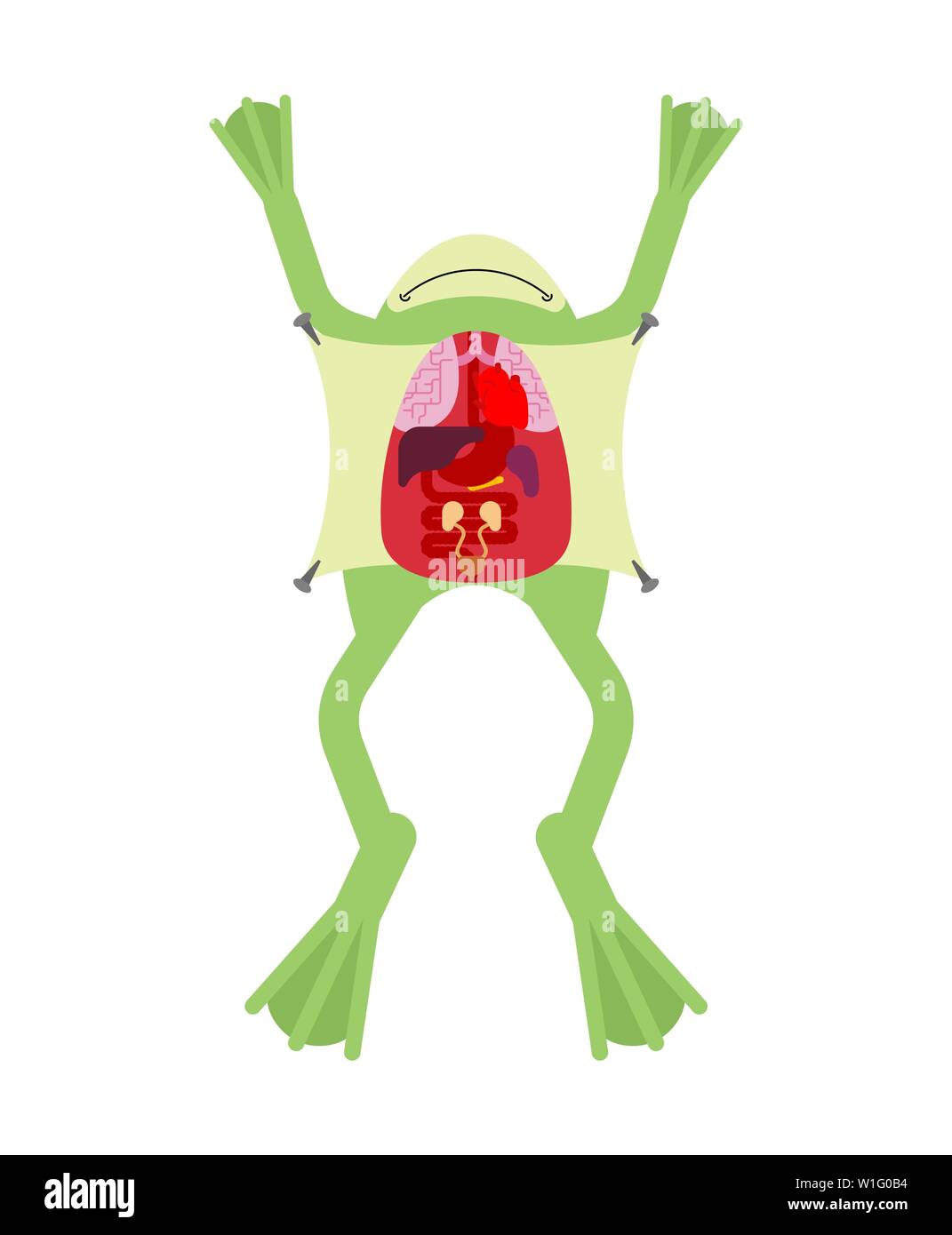 Grenouille d'anatomie. Les organes internes de crapaud. Préparation des amphibiens. Guide d'étude des zoologistes Illustration de Vecteur