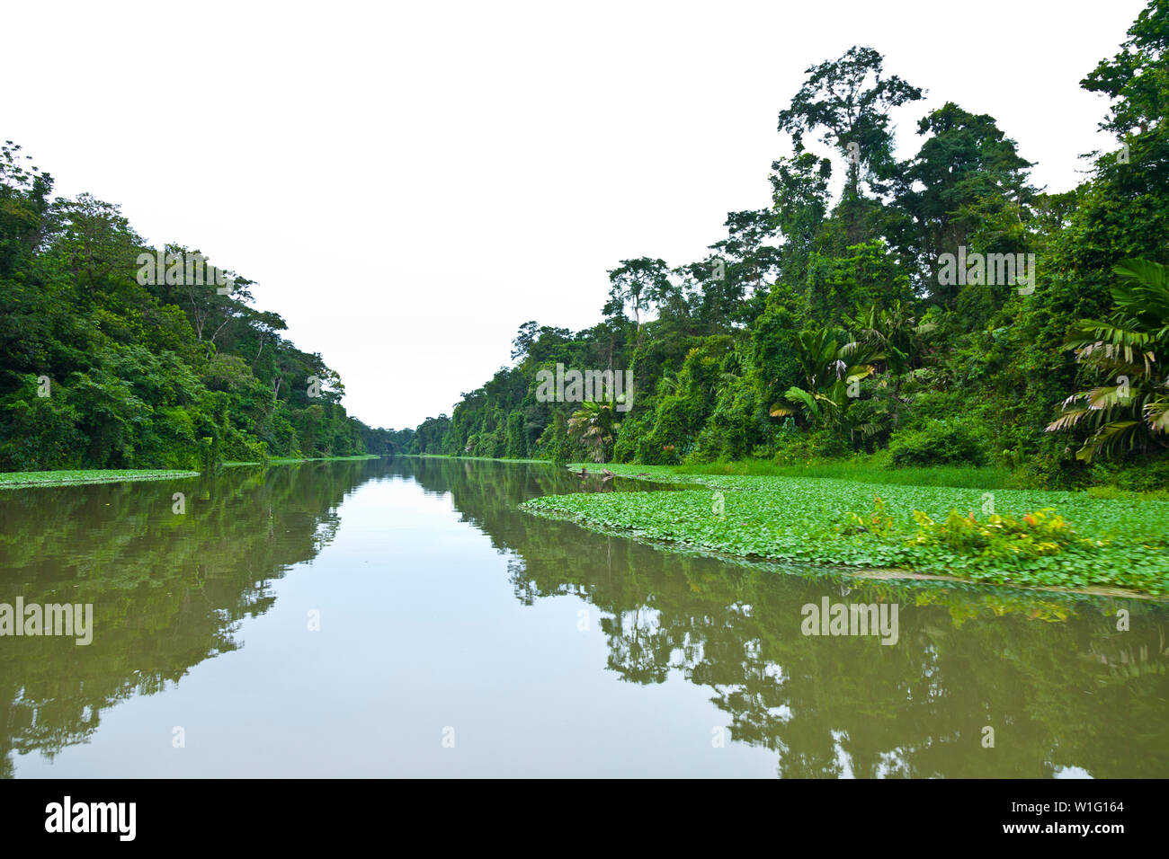 Rivière de Tortuguero, Parc National de Tortuguero, Costa Rica, Amérique Centrale, Amérique Latine Banque D'Images