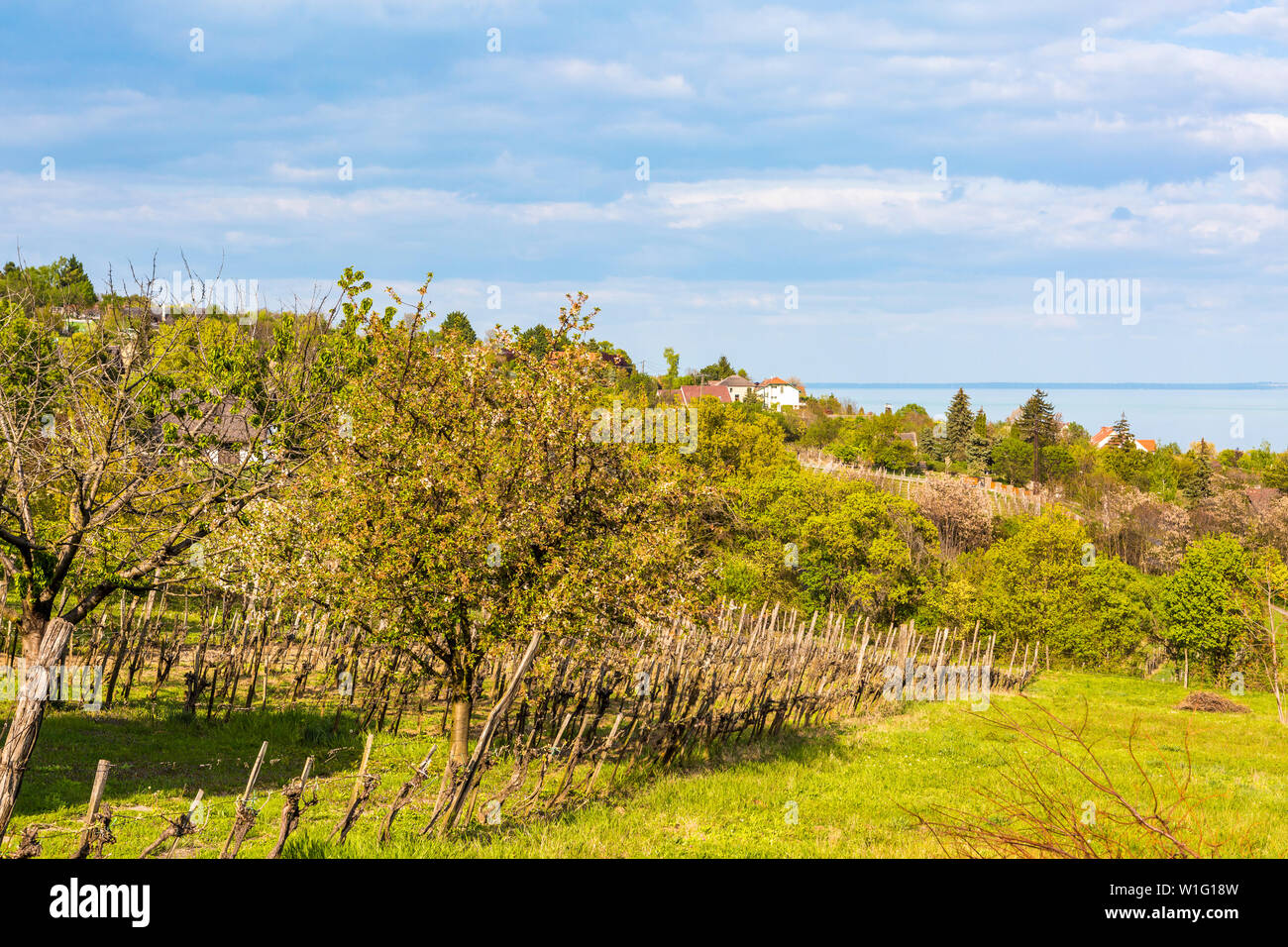 Belle vue sur la campagne hongroise au Lac Balaton, Hongrie Banque D'Images