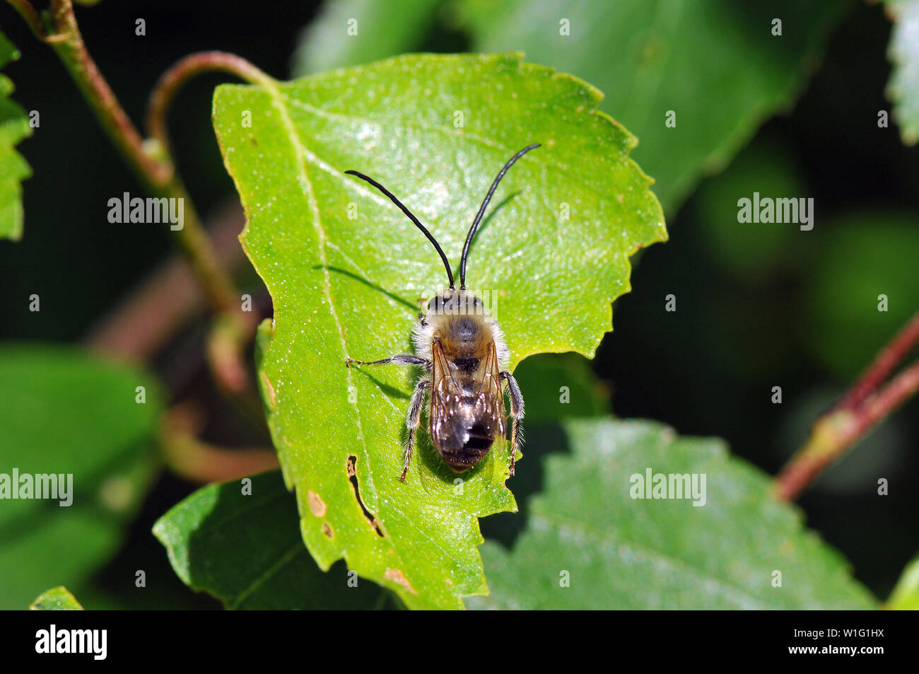 Eucera longicornis, bee Banque D'Images