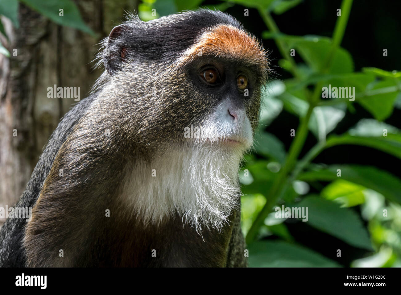 De Brazza (Cercopithecus neglectus monkey's) indigènes de l'Afrique Centrale Banque D'Images