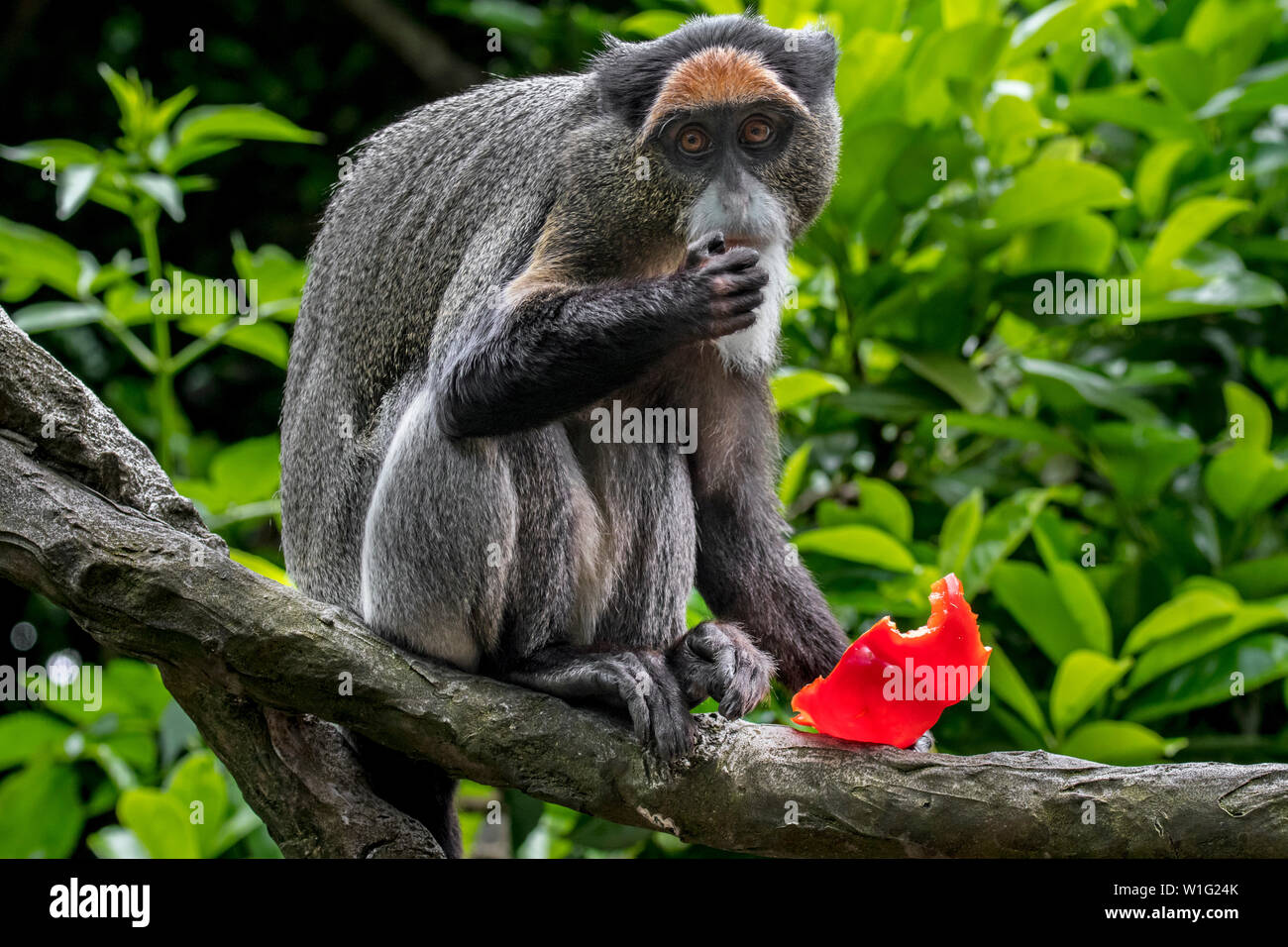 De Brazza (Cercopithecus neglectus monkey's) indigènes de l'Afrique centrale, manger des fruits dans l'arbre Banque D'Images