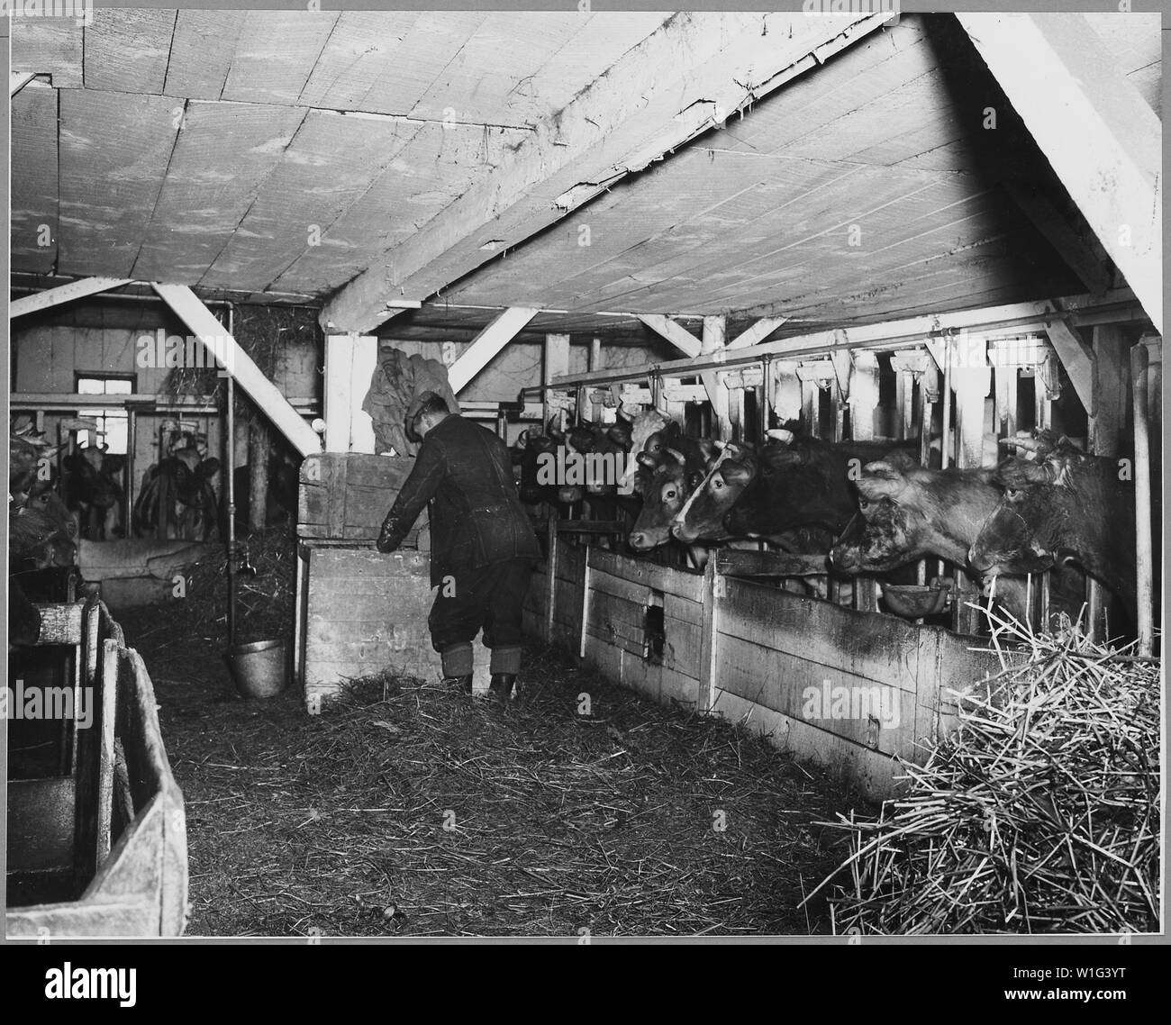 Landaff, comté de Grafton, New Hampshire. M. Amos Albee dans son écurie. Ce type, dans lequel les vaches d'un . . . ; Portée et contenu : la légende complète se lit comme suit : Landaff, comté de Grafton, New Hampshire. M. Amos Albee dans son écurie. Ce type, dans lequel les vaches sont regroupées autour de 3 côtés est l'une des plusieurs trouvés dans la région. Plus de 30 laits Albee tête mais n'utilise pas de machine. Il est assisté de son fils, rarement-aide. Gobelets automatiques ont été mis en. Banque D'Images