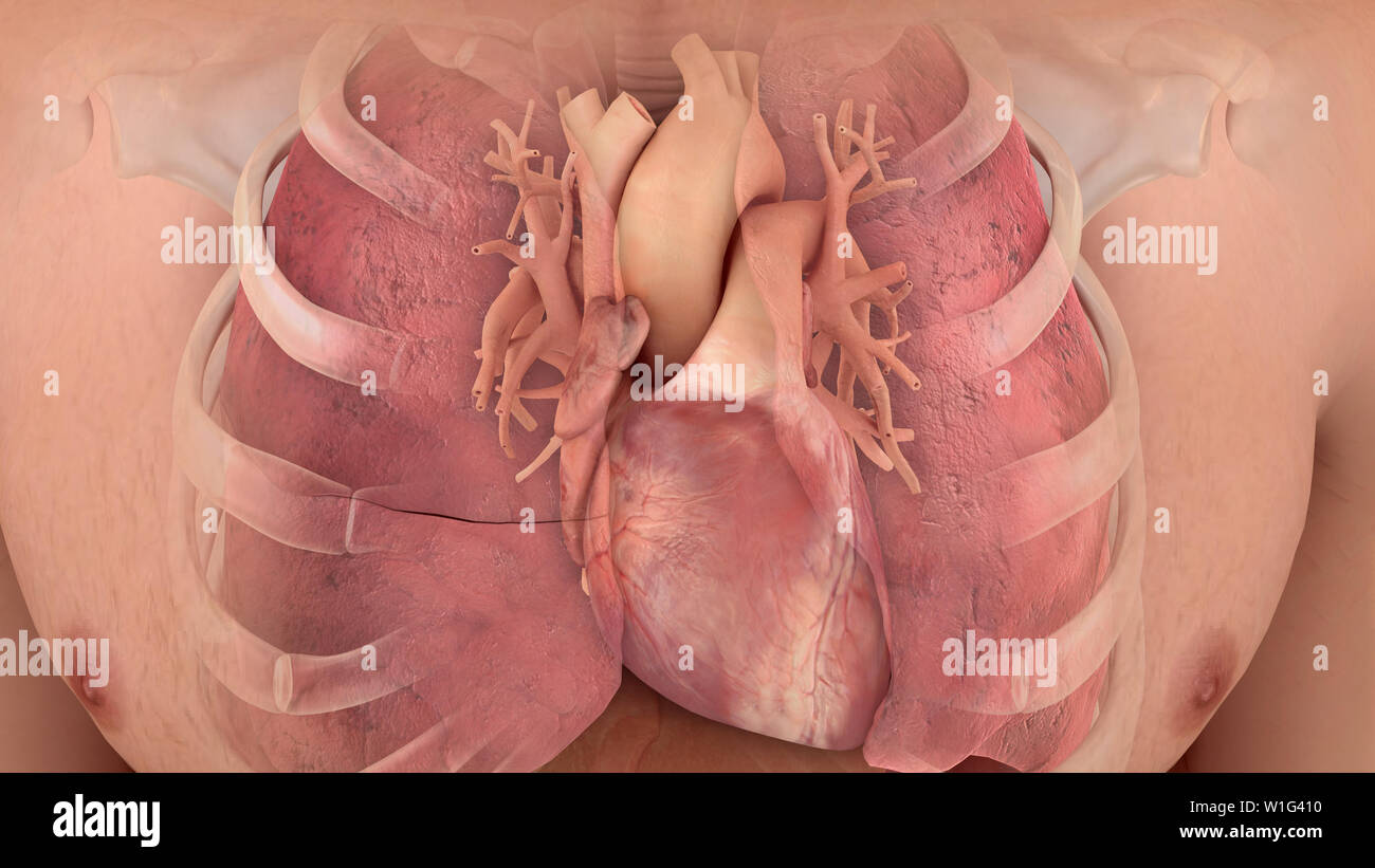 Coeur du système cardiopulmonaire Banque D'Images
