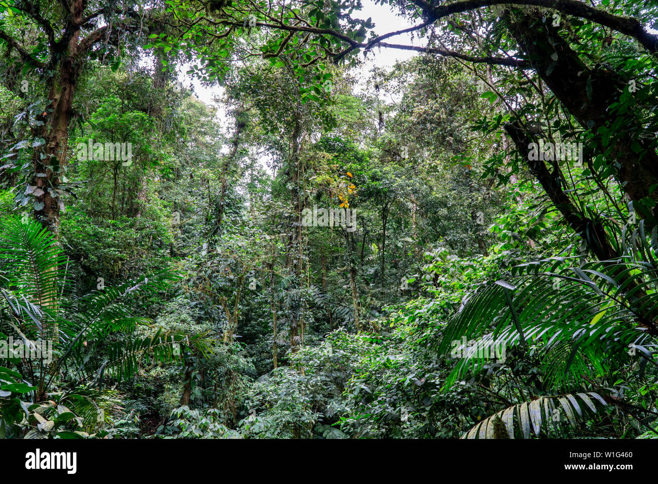 Children's Rainforest éternelle au Costa Rica Banque D'Images