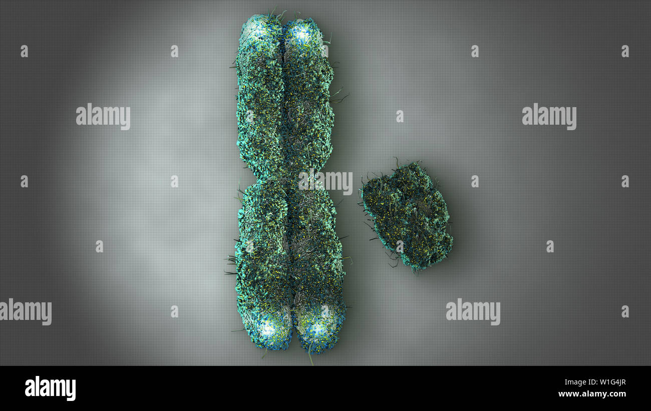 Chromosomes X et Y avec télomères Banque D'Images