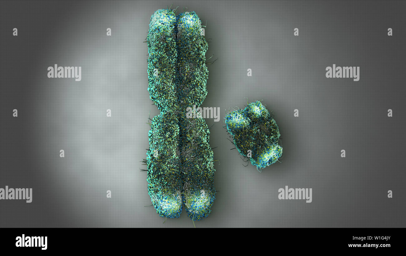 Chromosomes X et Y avec télomères Banque D'Images