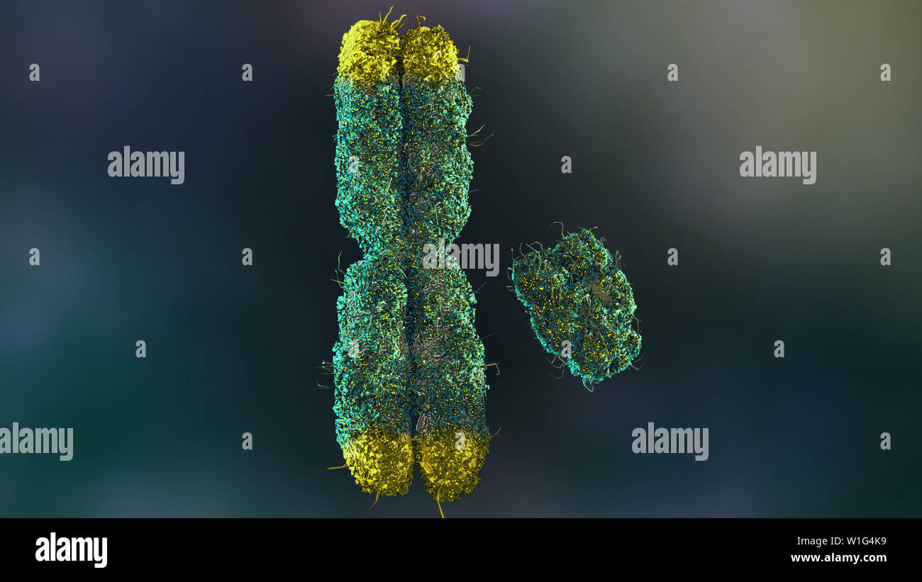 Chromosomes X et Y avec télomères Banque D'Images