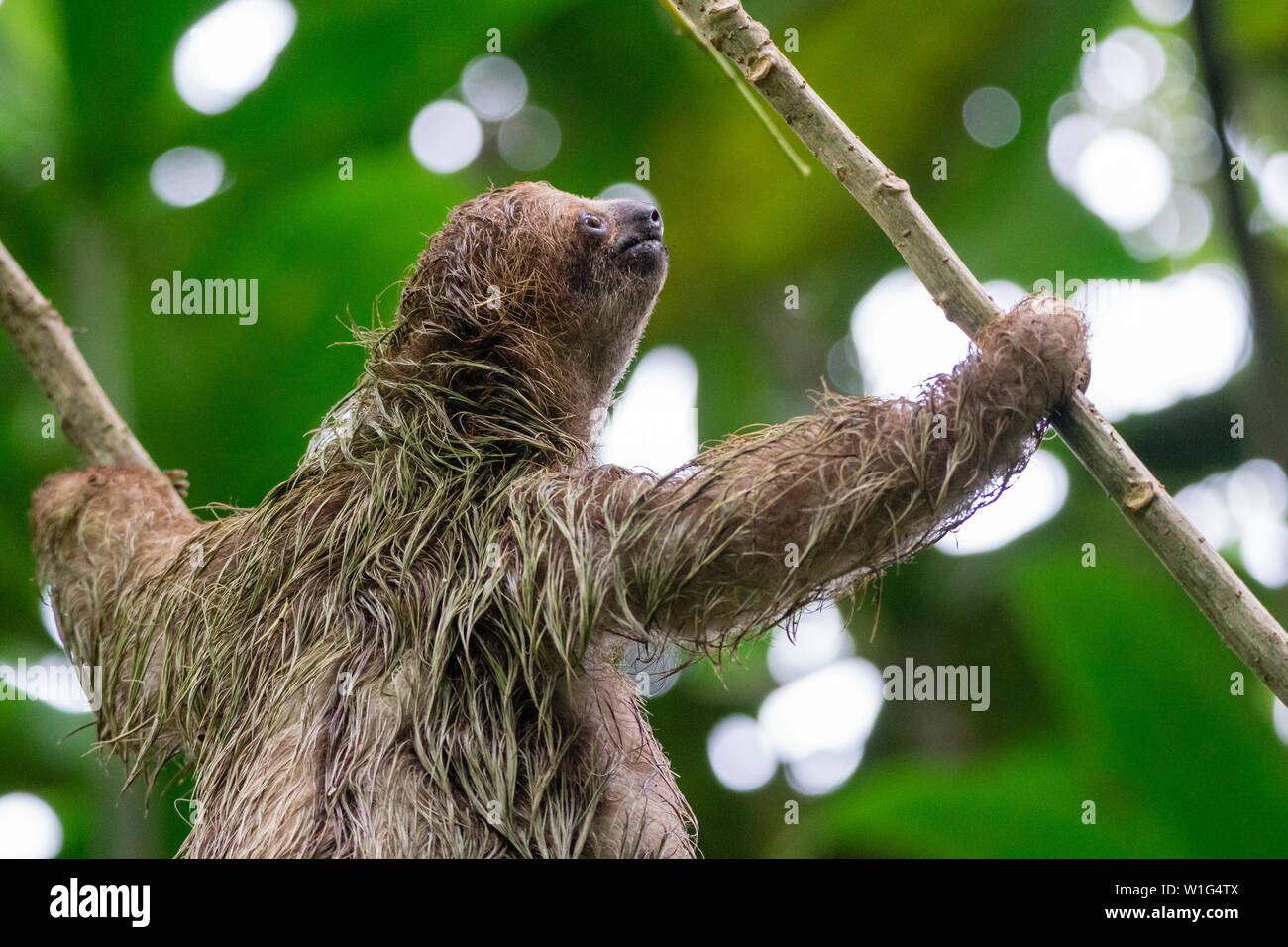 Trois bébés-toed sloth (Bradypus variegatus) escalade un arbre dans la forêt éternelle des enfants au Costa Rica Banque D'Images