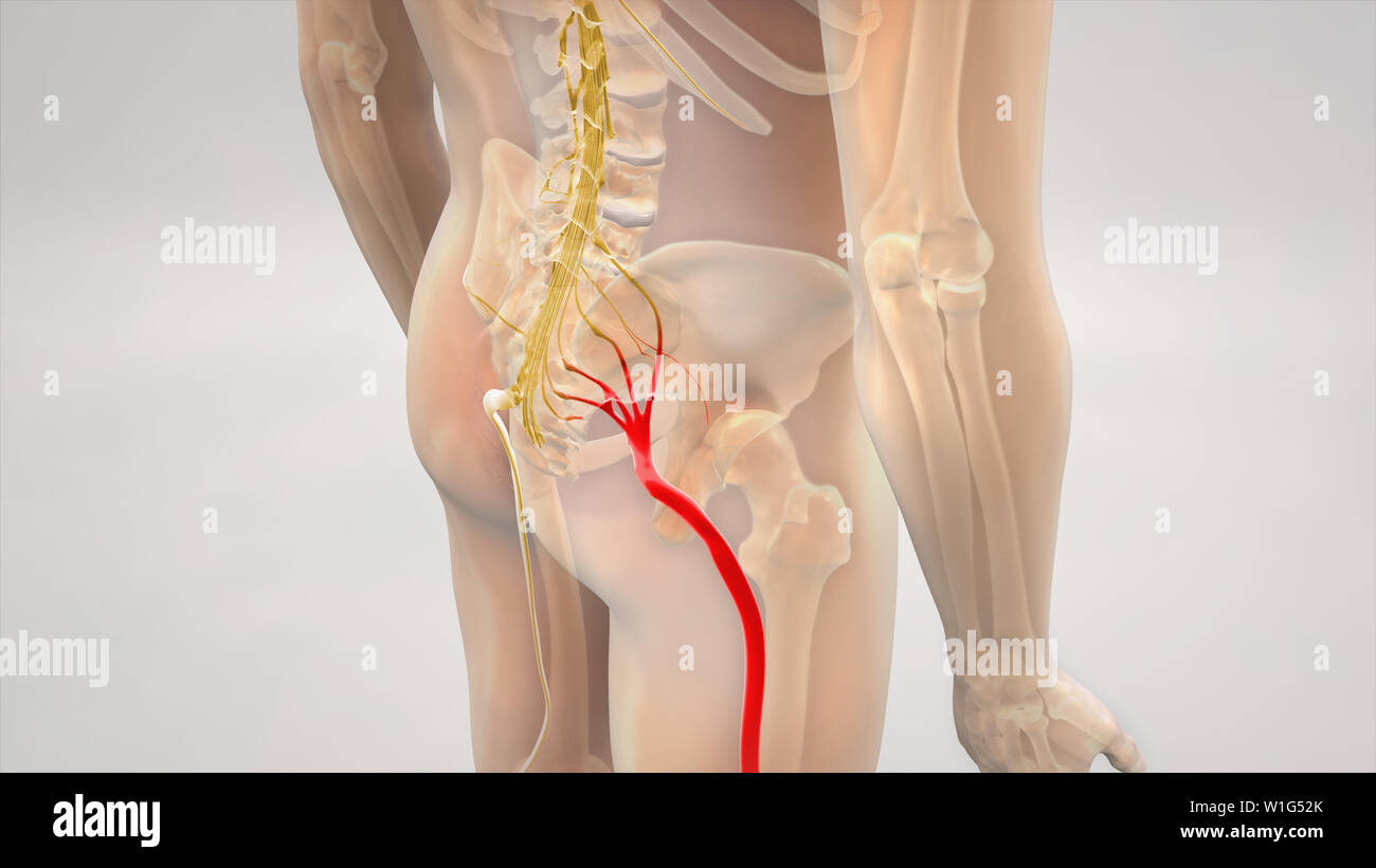 La douleur du nerf sciatique 3D Illustration Banque D'Images