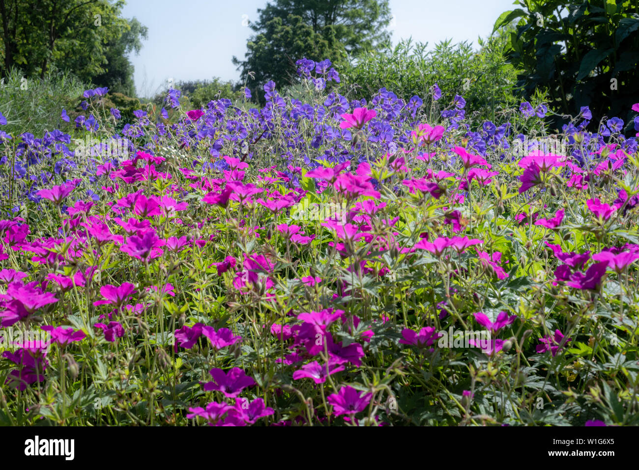 Magenta et Bleu hardy geraniums (cranesbills), Beth Chatto garden, Elmstead, Colchester, Suffolk, UK Banque D'Images