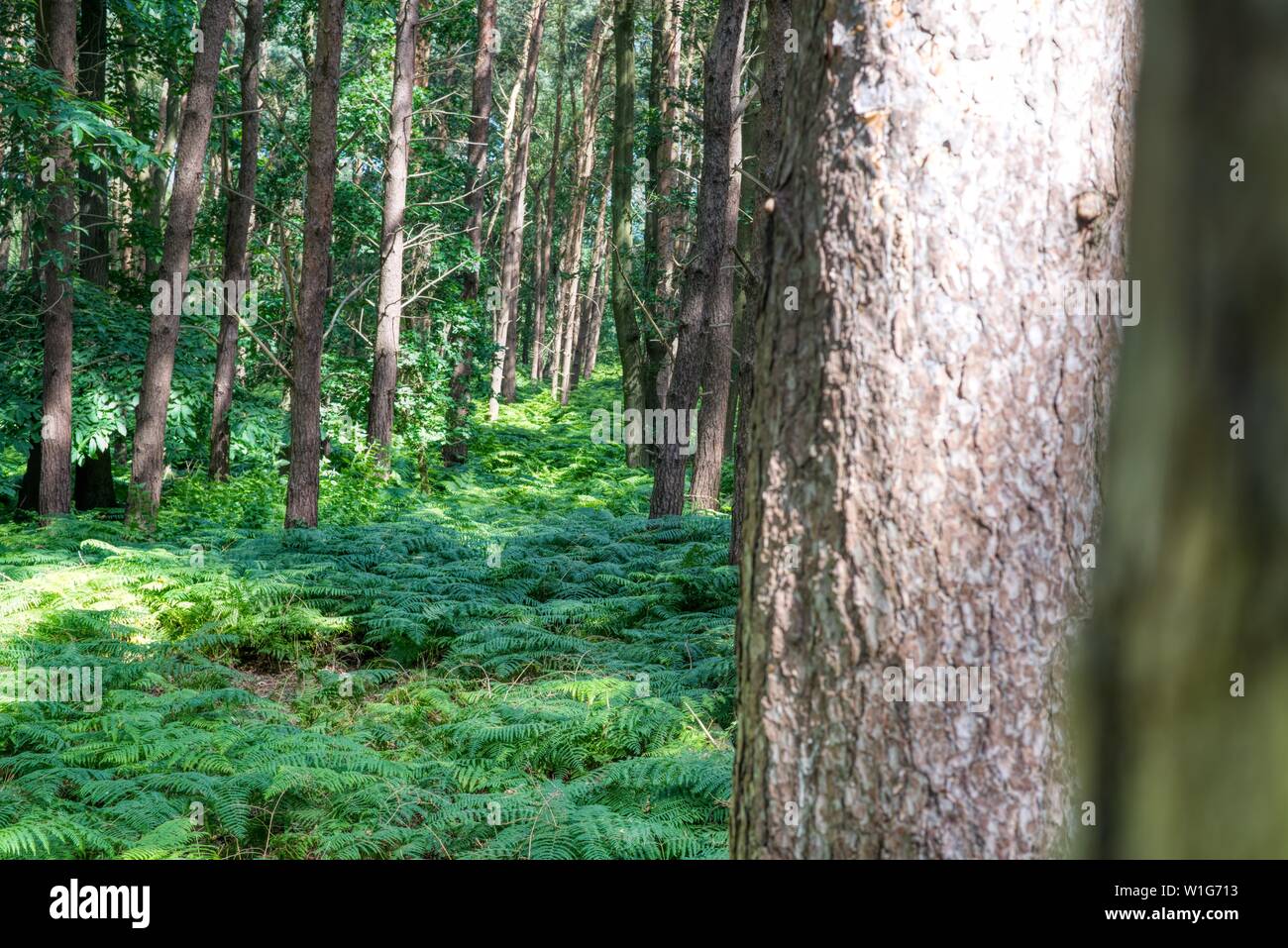 Woodland Walk, Sutton Hoo, Suffolk, UK Banque D'Images