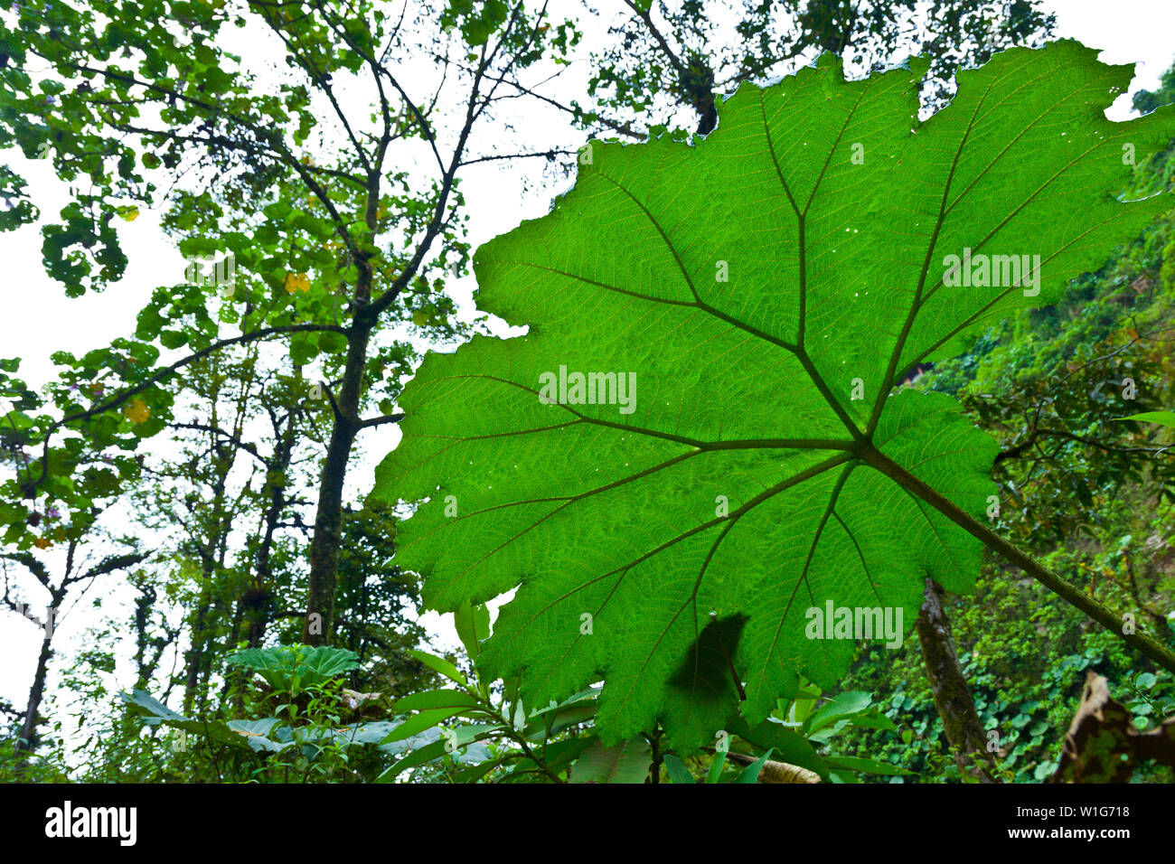 PARAGUAS DE POBRE - RHUBARBE géante (Gunnera insignis) Sarapiqui, Costa Rica, Amérique Centrale, Amérique Latine Banque D'Images