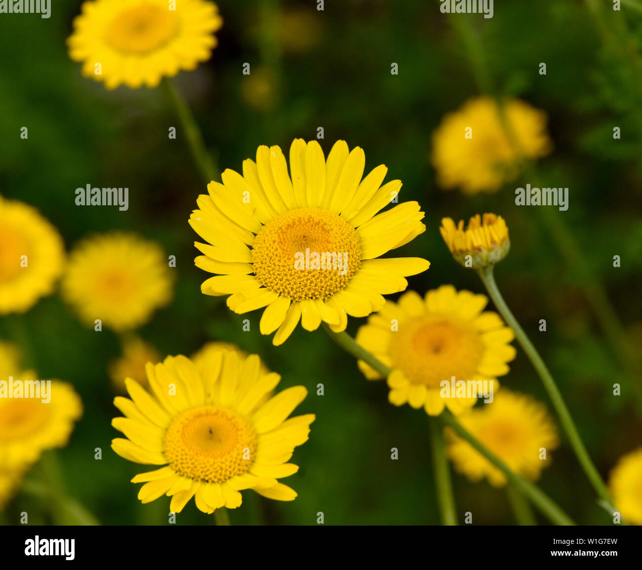 Faerberkamille ; Anthemis tinctoria Banque D'Images