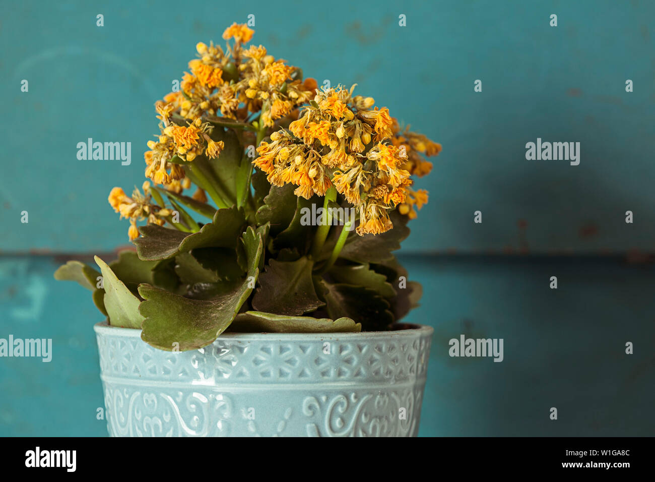 Image créative de fleurs jaunes en pot avec fond bleu. Banque D'Images