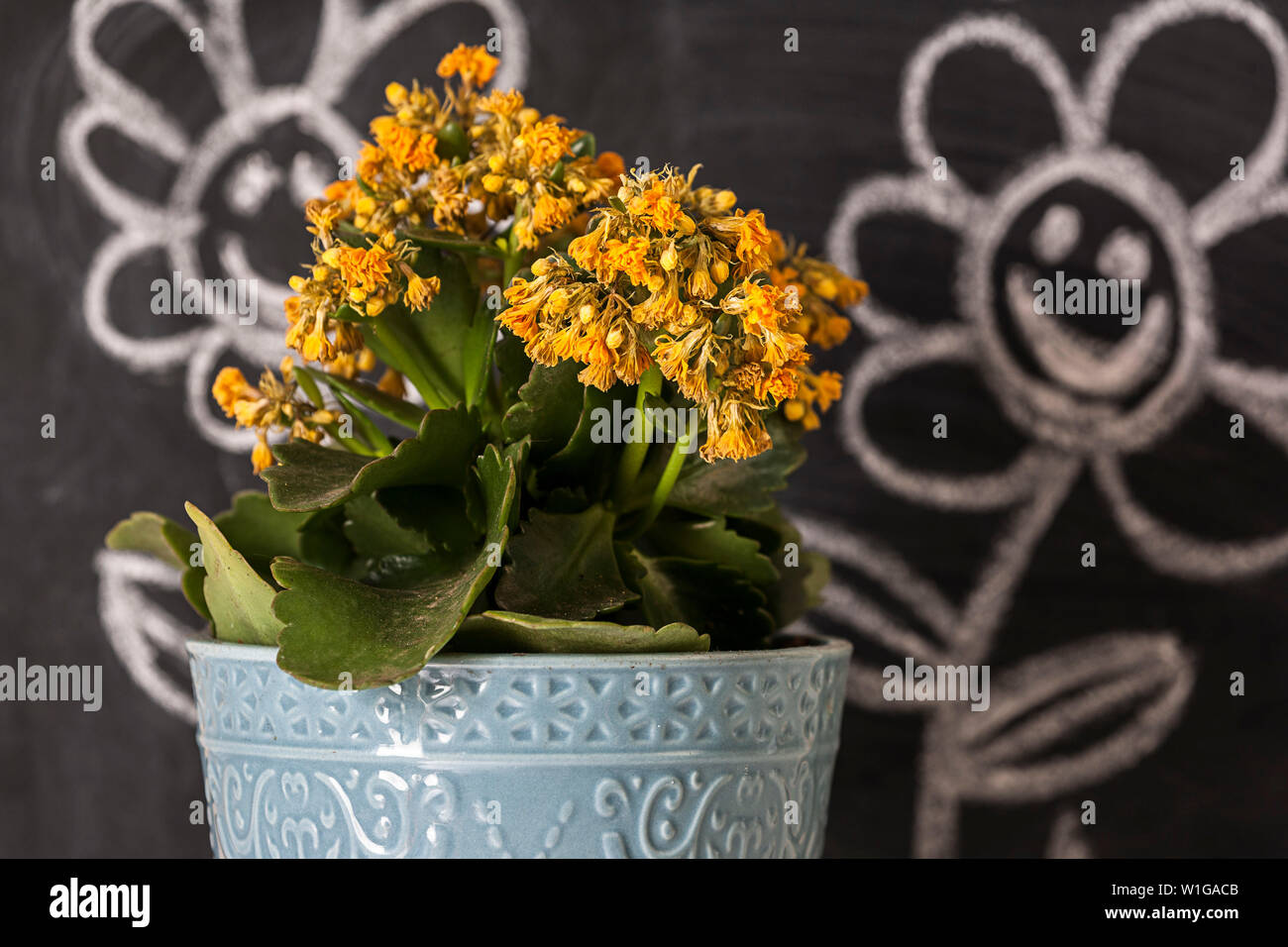 Image créative de fleurs jaunes en pot avec fond bleu avec l'illustre des conseils sur des plantes à la craie sur un tableau noir. Banque D'Images
