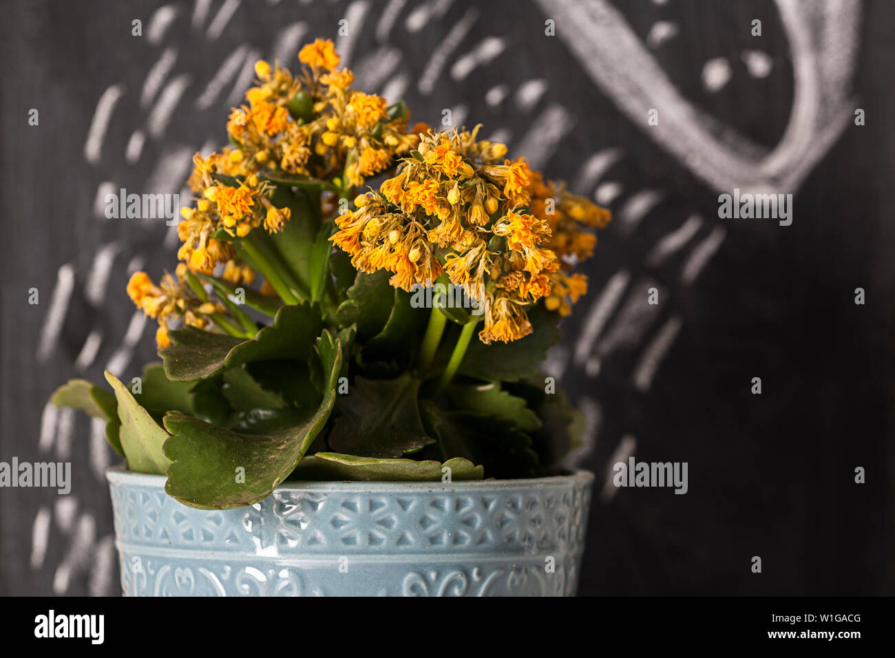 Image créative de fleurs jaunes en pot avec fond bleu avec l'illustre des conseils sur des plantes à la craie sur un tableau noir. Banque D'Images