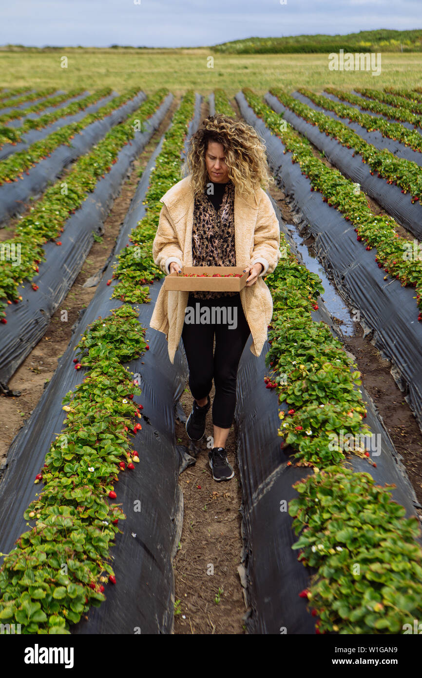 Femme de race blanche d'âge moyen collectant des fruits de baie biologiques Swanton Berry Farm, Davenport, Californie, États-Unis Banque D'Images