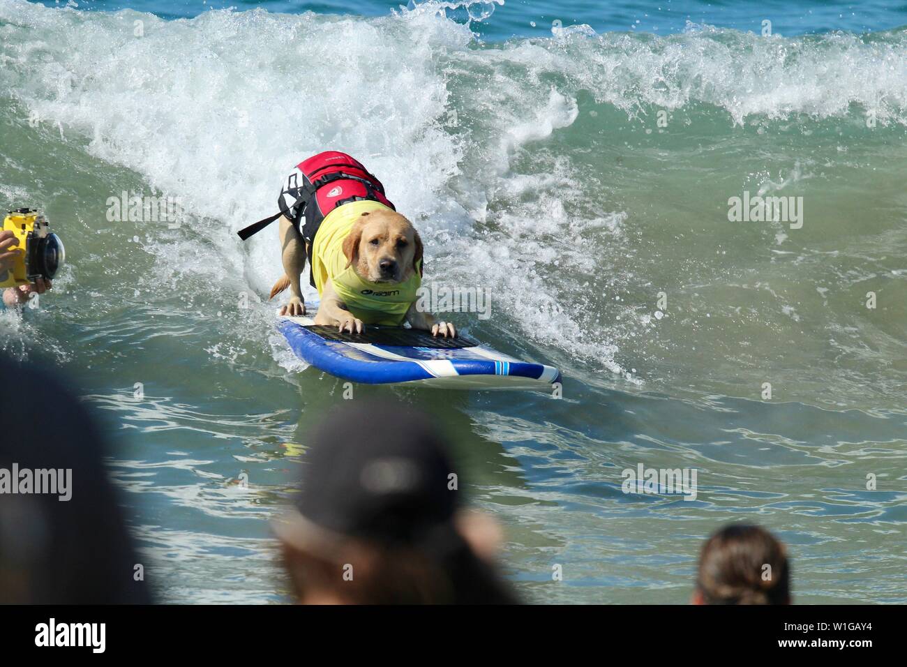 Labrador Retriever jaune surf sur un chien concours surf Banque D'Images