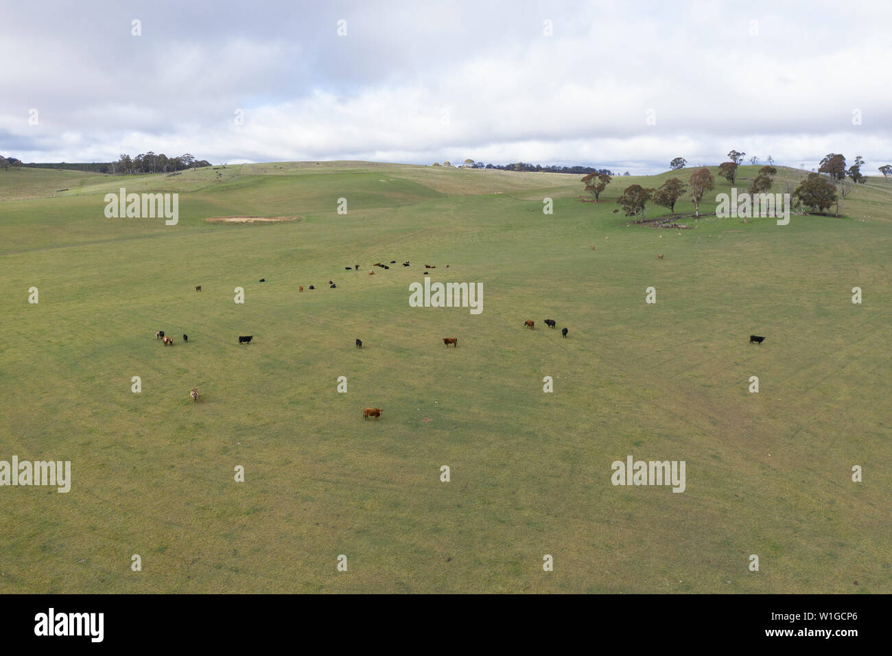 Vaches dans un champ vert herbeux dans l'outback australien Banque D'Images