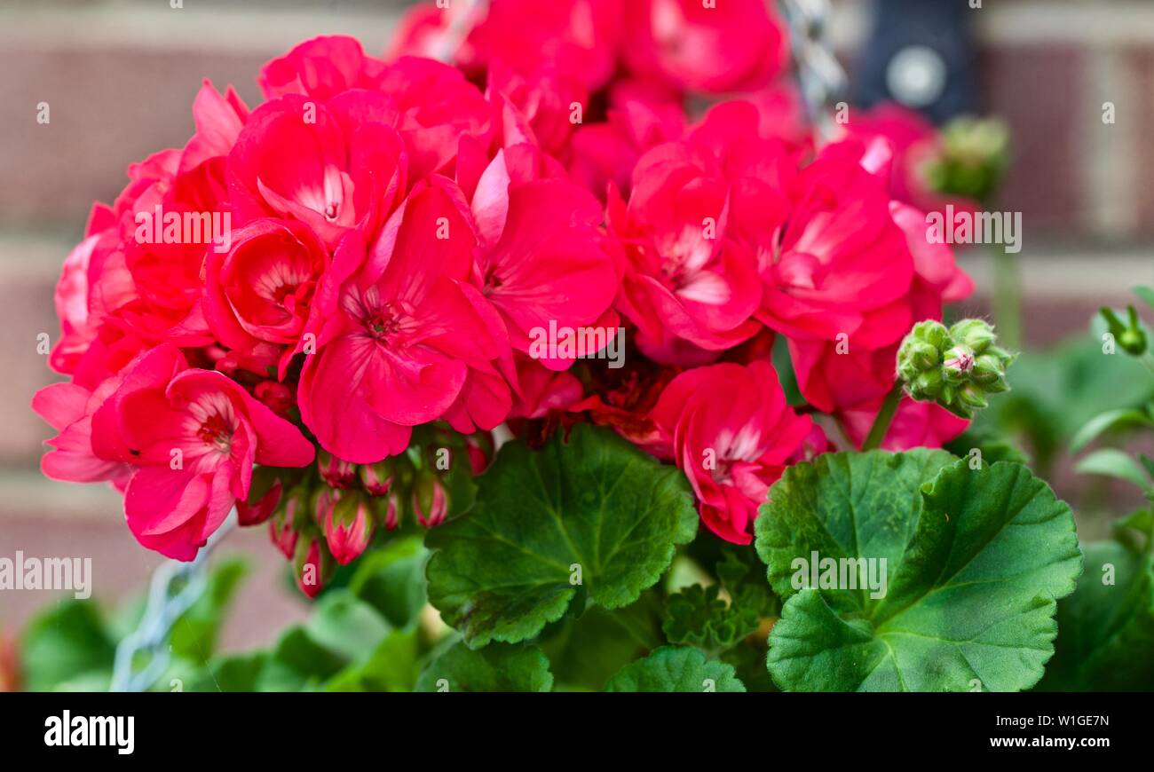 Geranium 'Toscana Regina, Banque D'Images