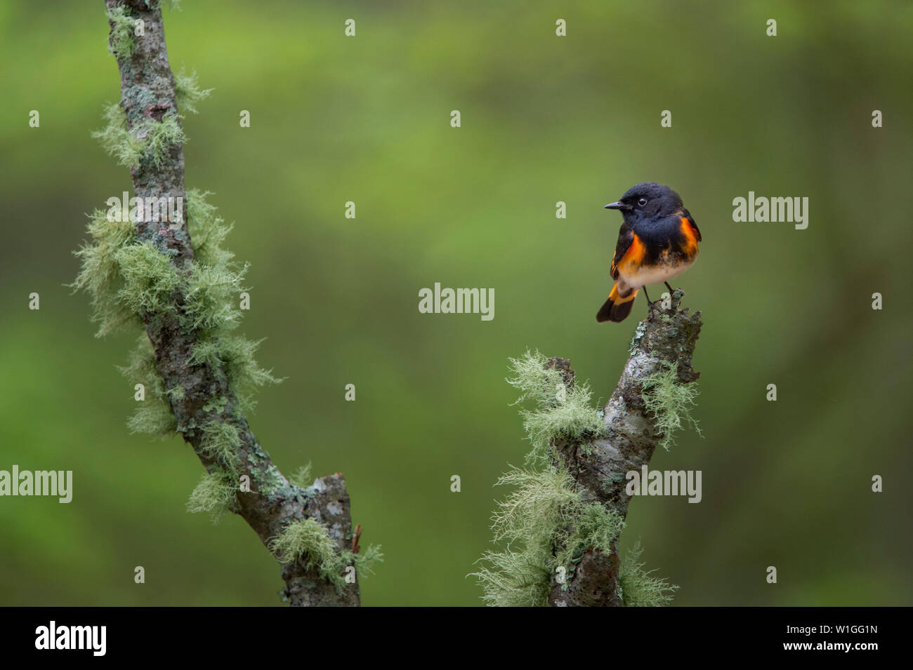 Un mâle Paruline flamboyante avec ses couleurs noir et orange flashy perché sur une branche couverte de lichen avec un fond vert. Banque D'Images