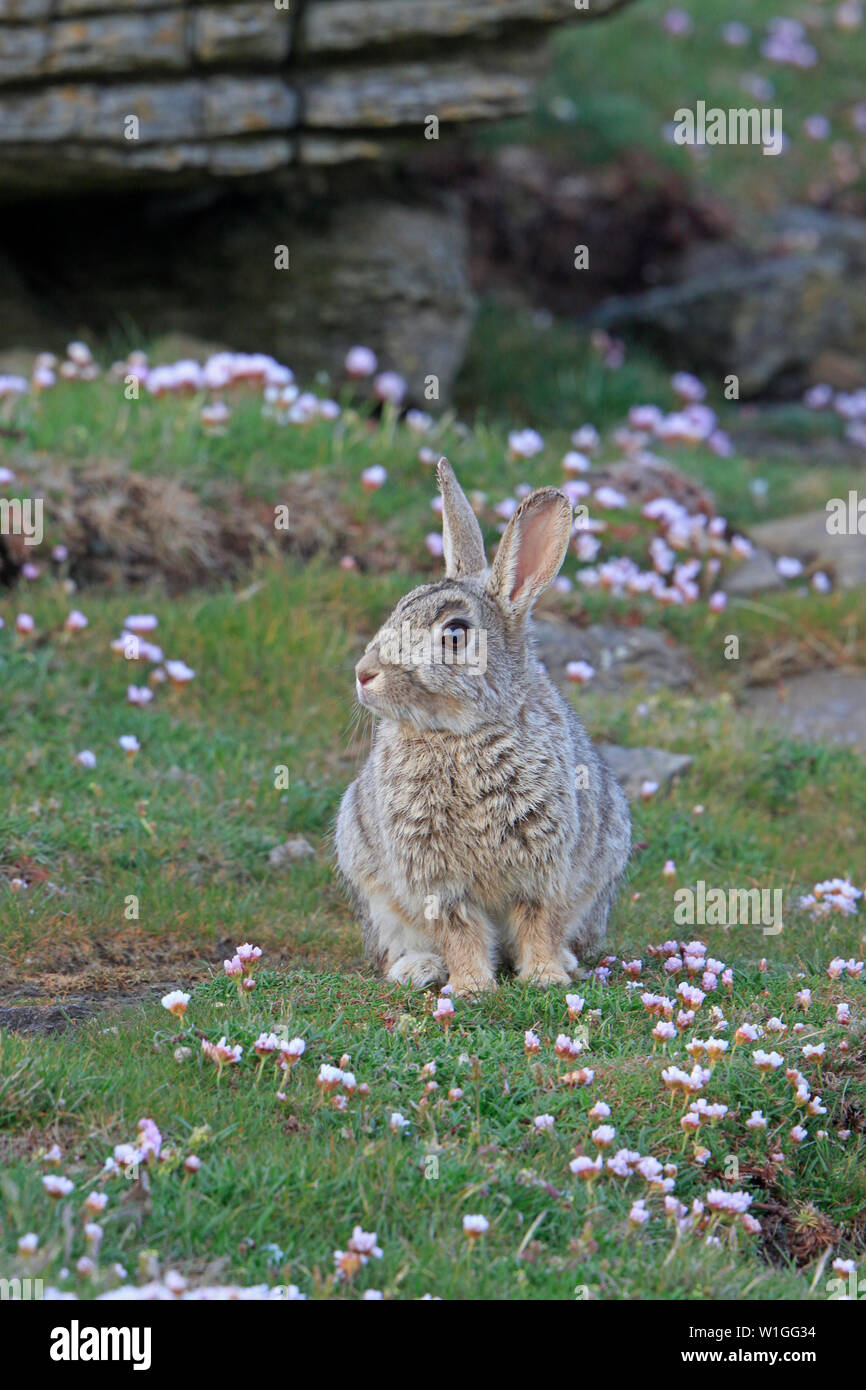 Tête de lapin sur Noup Orkney Ecosse Westray Banque D'Images