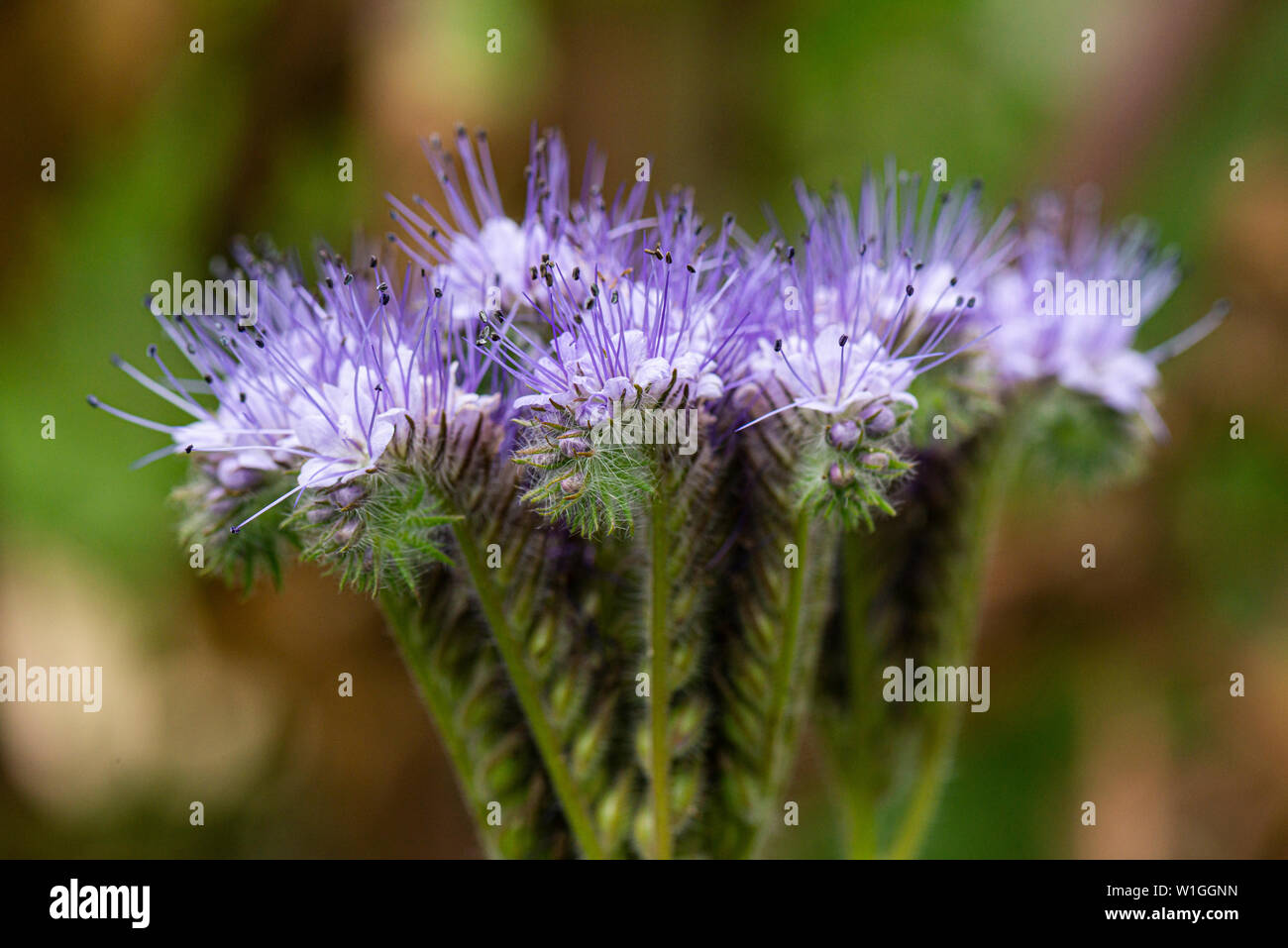 Les fleurs d'une fiddleneck (Phacelia tanacetifolia) Banque D'Images