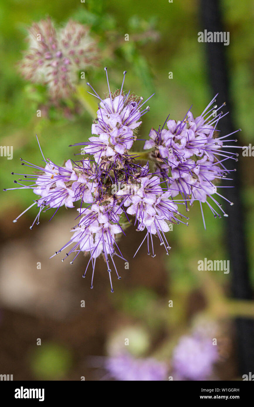 Les fleurs d'une fiddleneck (Phacelia tanacetifolia) Banque D'Images