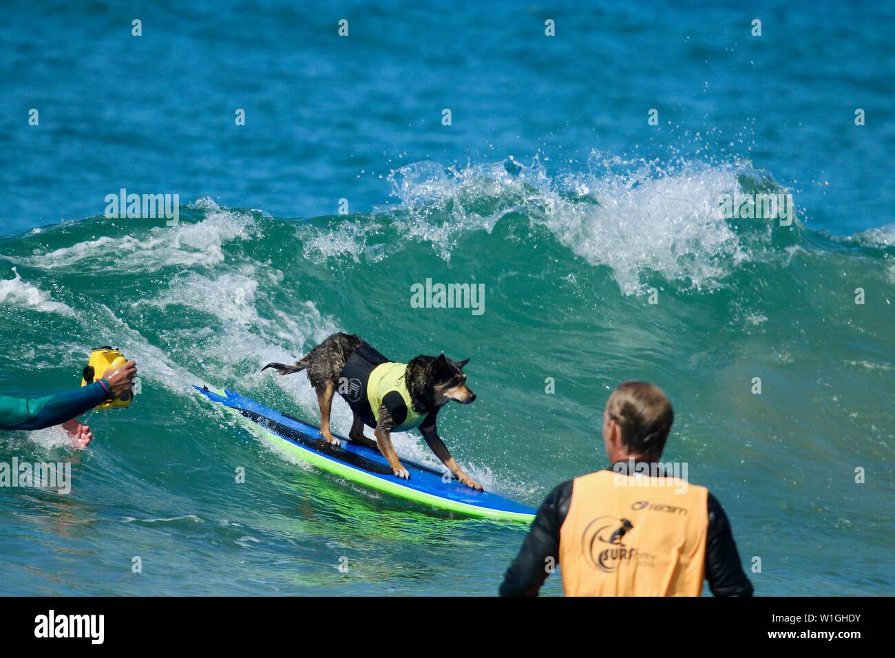 Abbie l'Australian Kelpie chien surf surf chien la concurrence dans un cas à Huntington Beach, Californie Banque D'Images