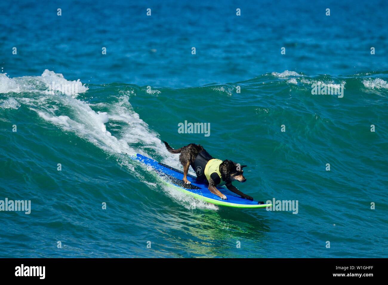 Abbie l'Australian kelpie dog surf une vague à un chien en cas de surf Huntington Beach Californie Banque D'Images