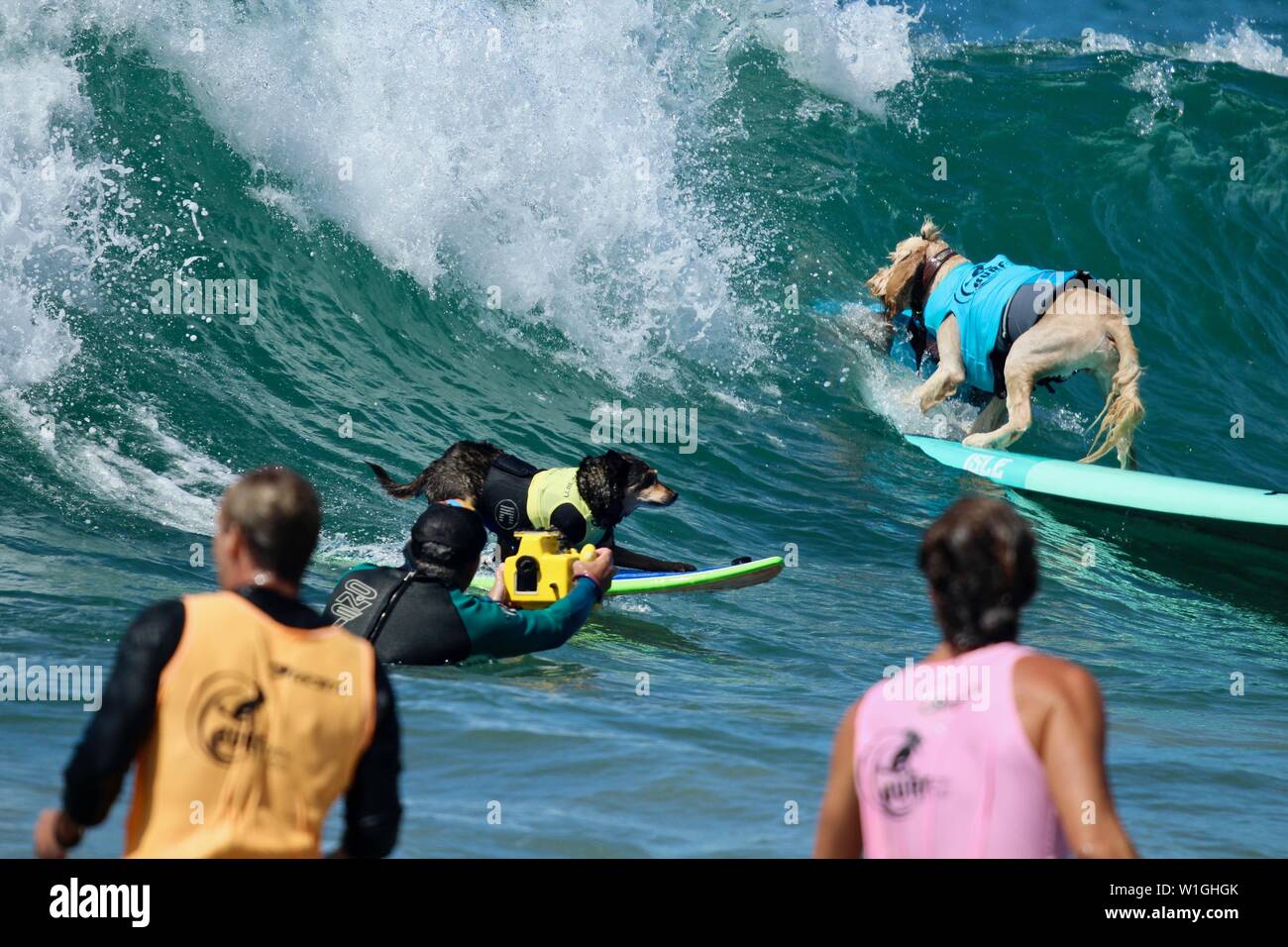 Abbie l'Australian Kelpie chien surf surf chien la concurrence dans un cas à Huntington Beach, Californie Banque D'Images